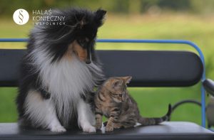 Kot i pies na ławce w parku