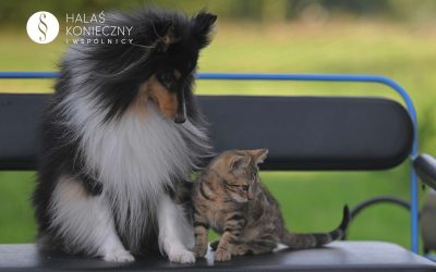 Obowiązkowe czipowanie zwierząt a ochrona danych osobowych