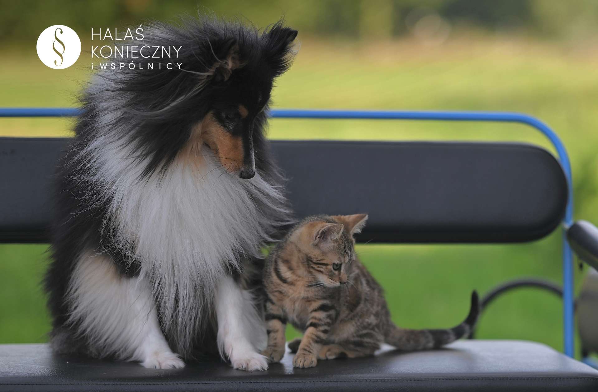 Kot i pies na ławce w parku